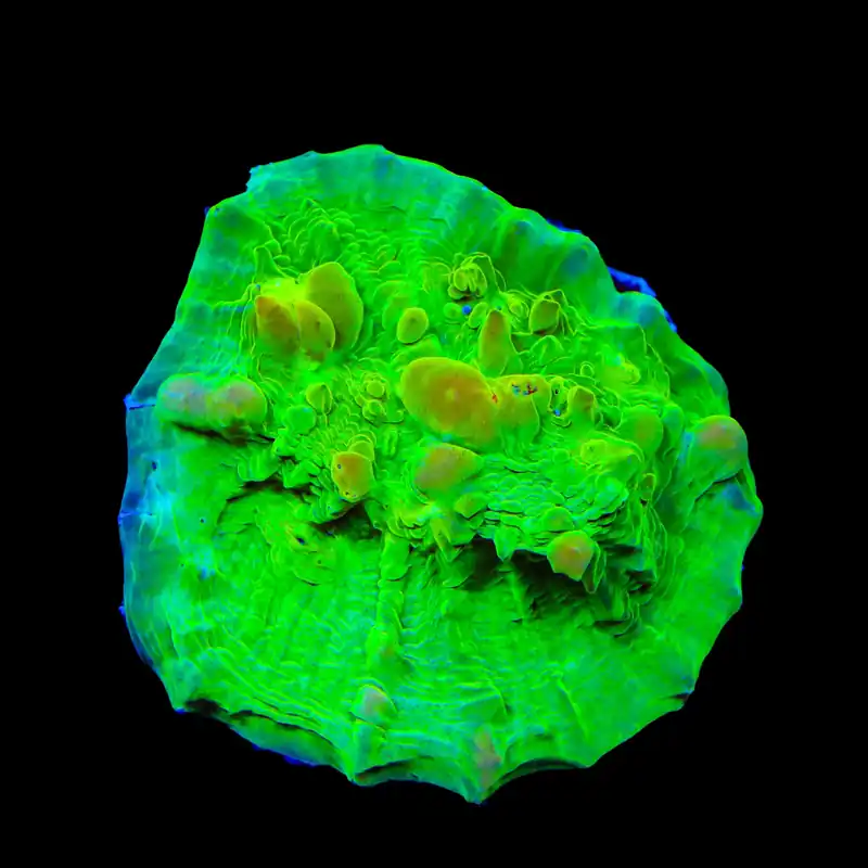 Neon Cosmic Candy Bounce Chalice Coral - TSA Coral