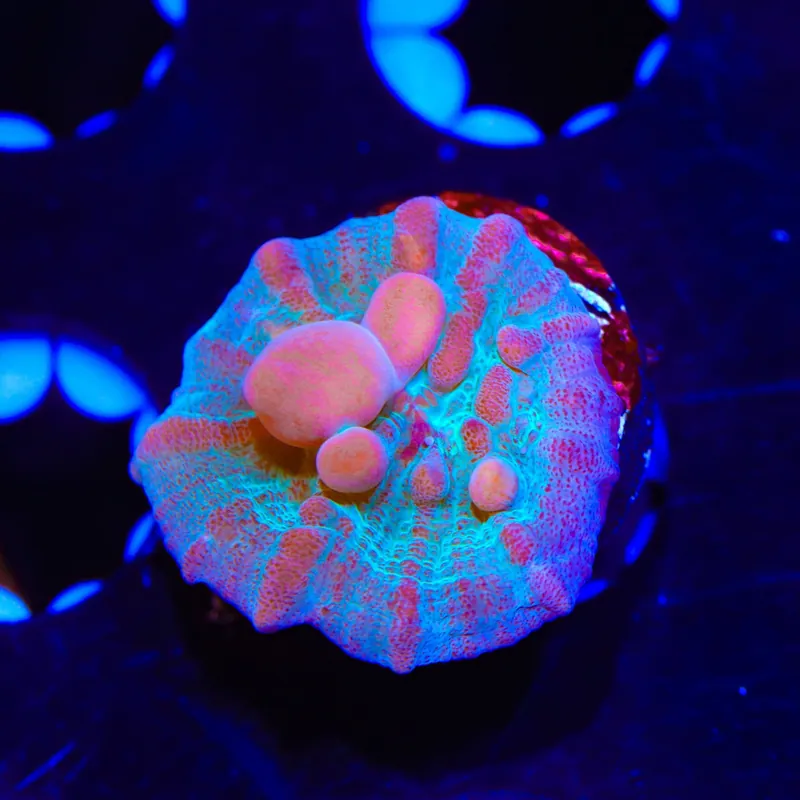 Teal Cosmic Candy Bounce Chalice Coral - TSA Coral