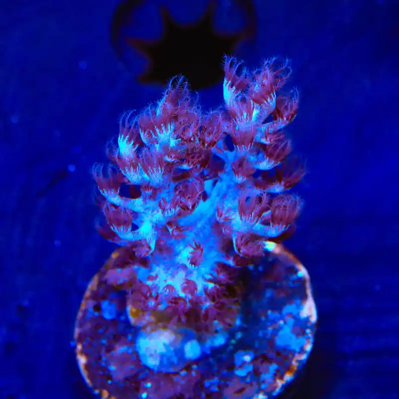 Blueberry Kenya Tree Coral - TSA Coral