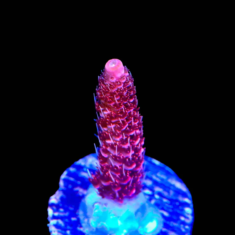 TSA Red Tornado Acropora Coral - TSA Coral