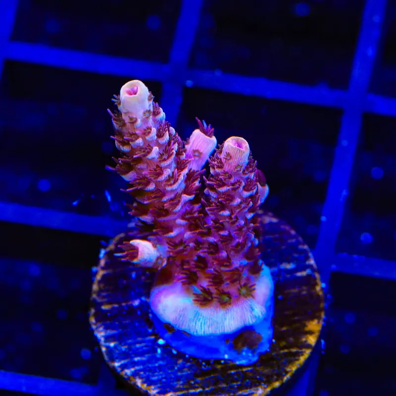 TSA Razzamatazz Acropora Coral - TSA Coral