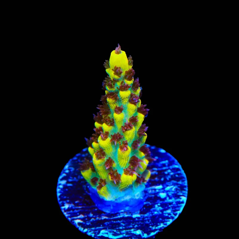 RR Pink Floyd Acropora Coral - TSA Coral