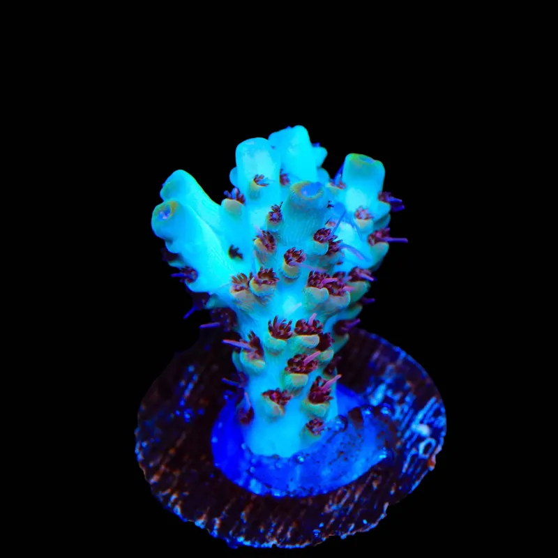 TSA Crayola Twist Acropora Coral - TSA Coral