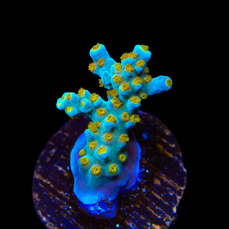 TSA Blue Ghost Acropora Coral - TSA Coral