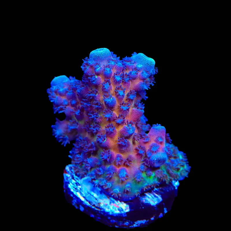 TSA Grimace Fiji Somoensis Acropora Coral - TSA Coral