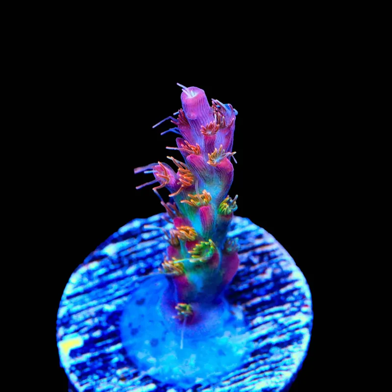 Vivid's Confetti Acropora Coral - TSA Coral