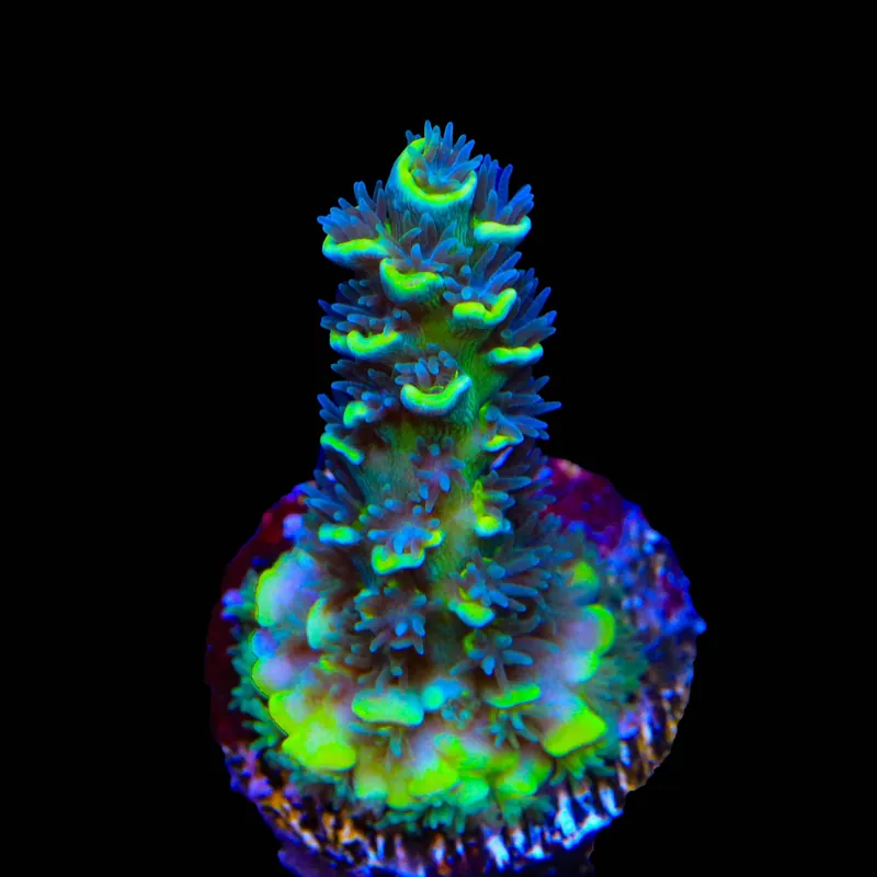 TSA Sour Diesel Malaysian Tenuis Acropora Coral - TSA Coral