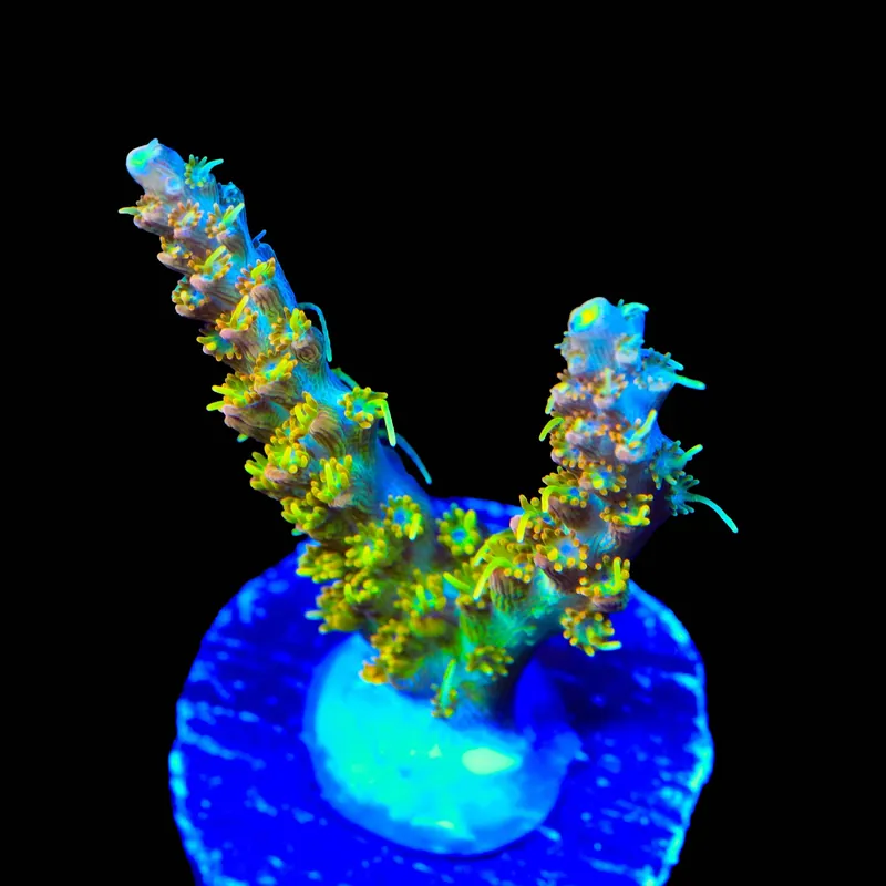 TSA Tangerine Spirit Acropora Coral - TSA Coral