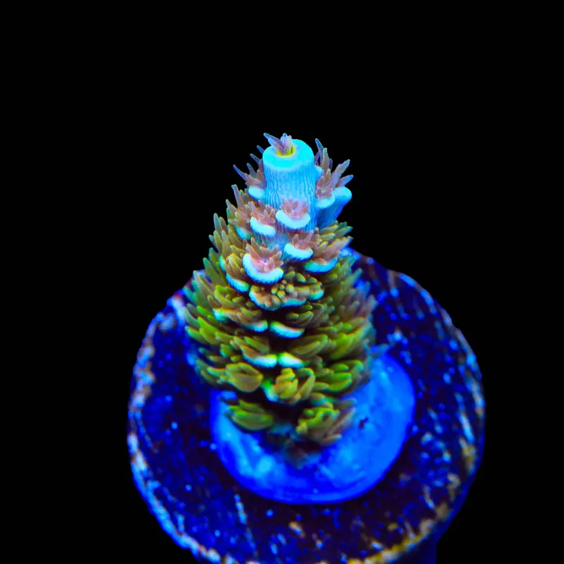 TSA Mango Passion Tenuis Acropora Coral - TSA Coral