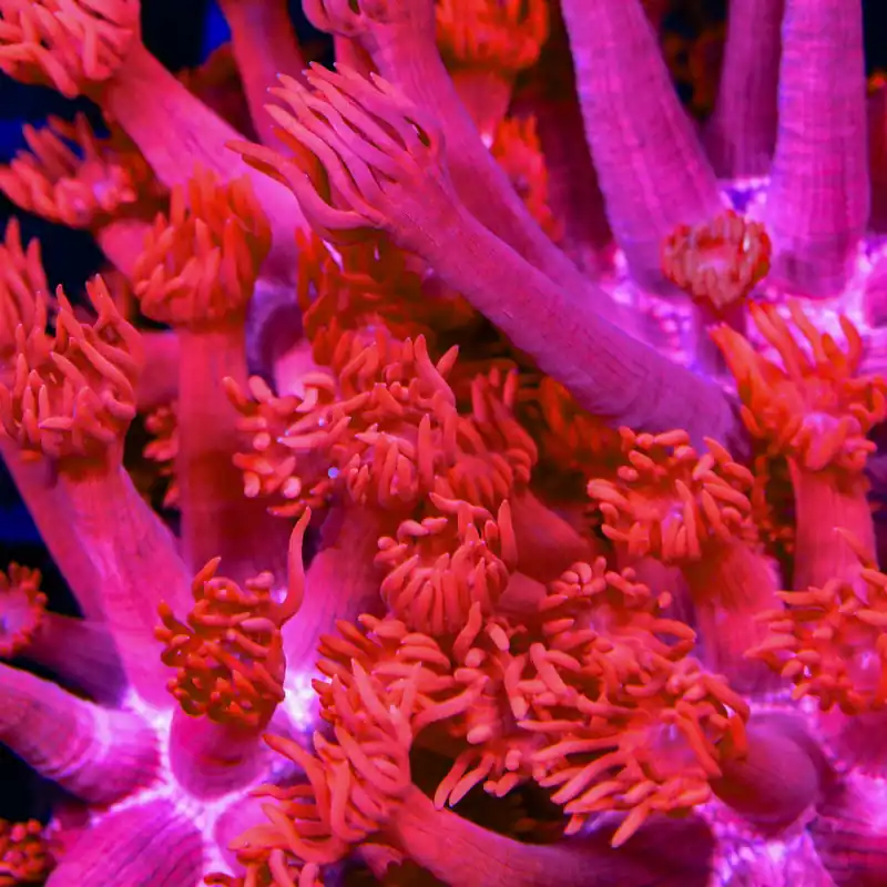 TSA Red on Red Goniopora Coral - TSA Coral