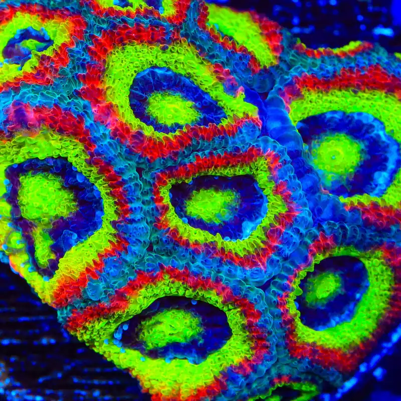 F2M Holy Grail Micromussa Acan Coral - TSA Coral