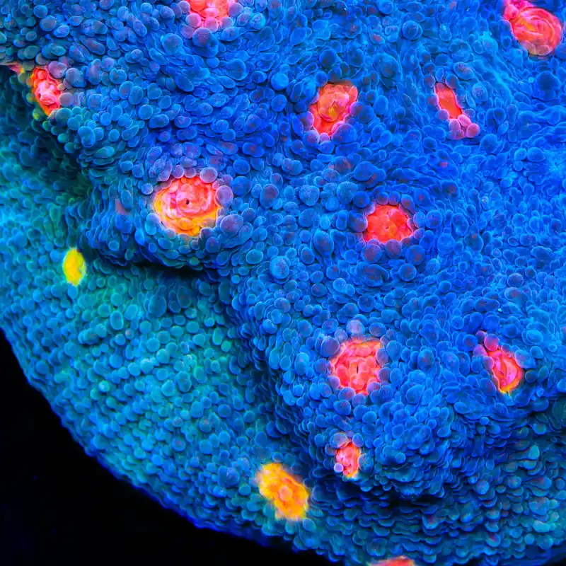 Miami Hurricane Chalice Coral - TSA Coral