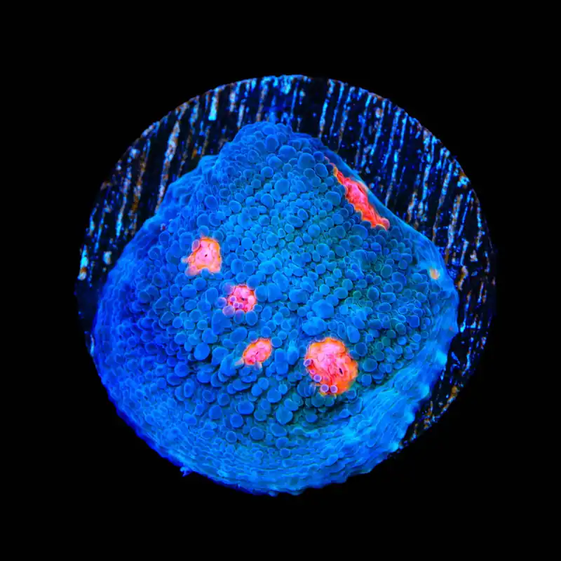 Miami Hurricane Chalice Coral - TSA Coral