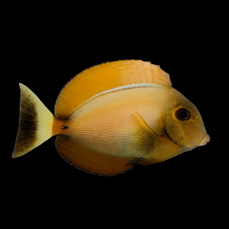 Bariene Tang - Acanthurus bariene