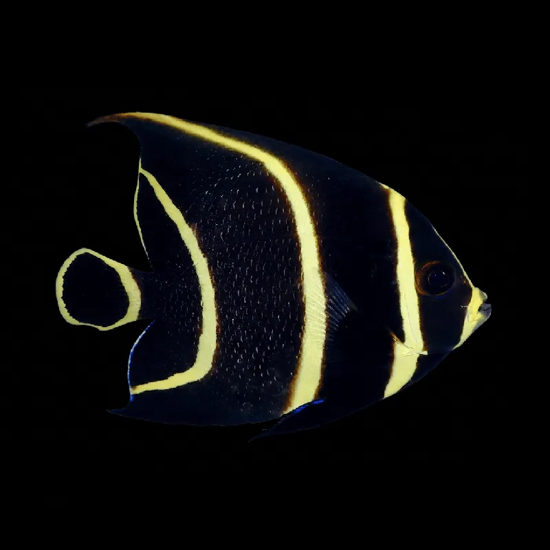 French Angelfish - Juvenile - Pomacanthus paru