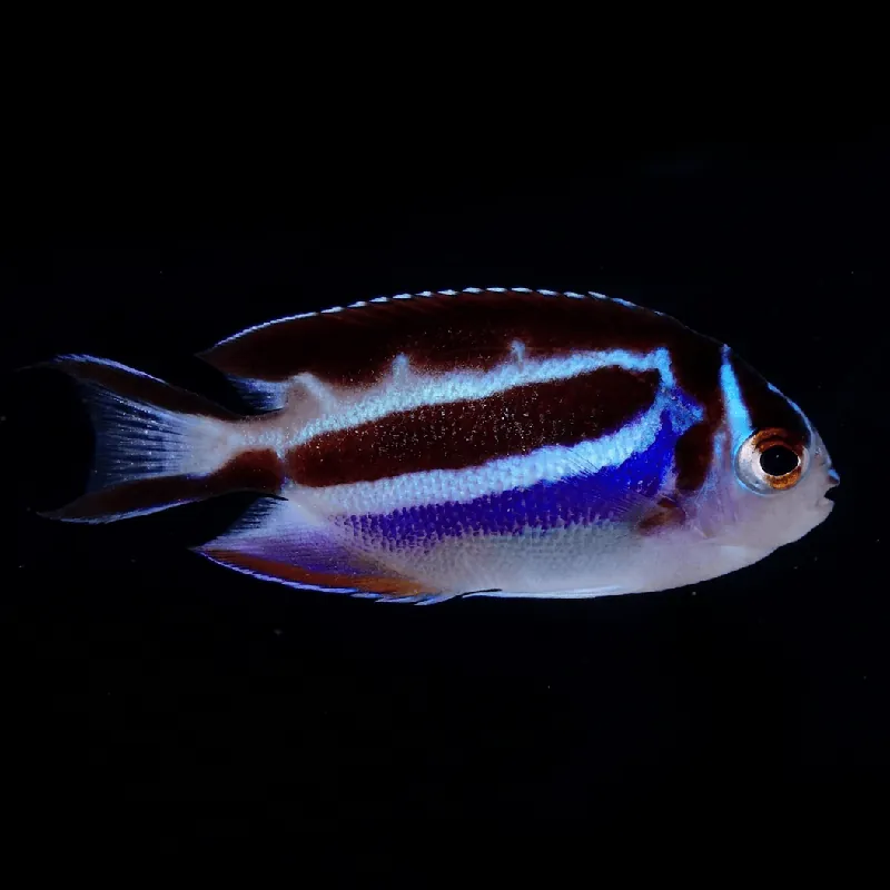 Bellus Angelfish - Female - Genicanthus bellus