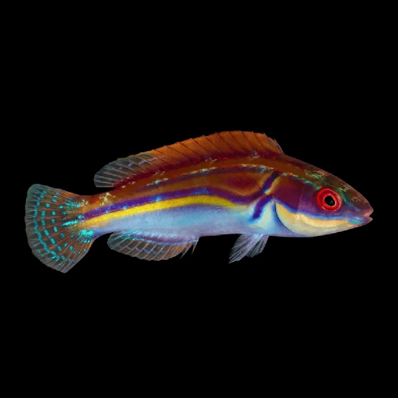 Labout's Fairy Wrasse - Cirrhilabrus laboutei