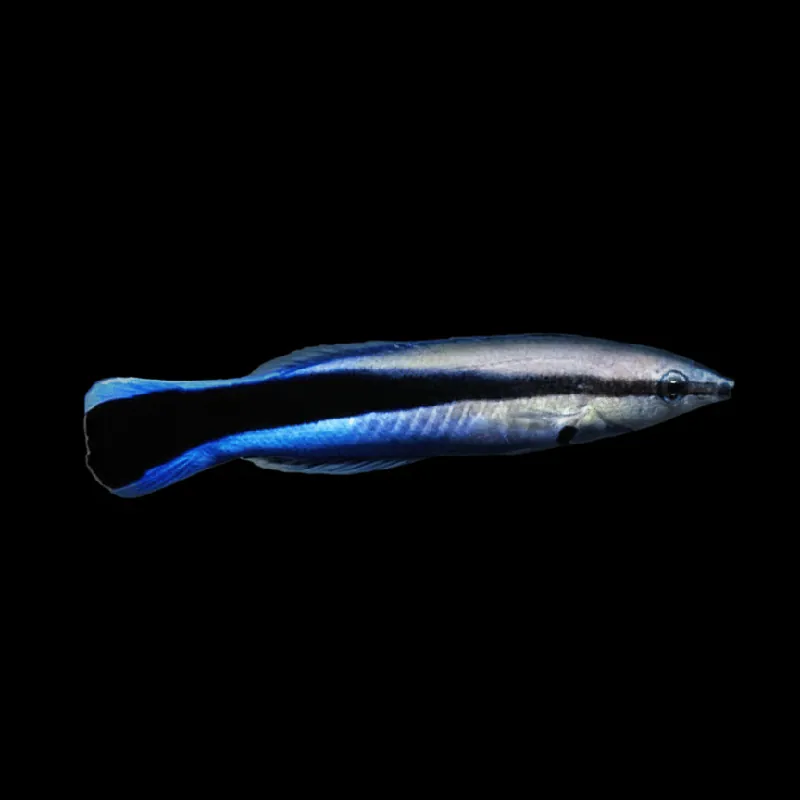 Common Cleaner Wrasse - Labroides dimidiatus
