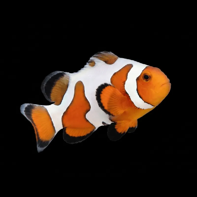 Extreme Gladiator Clownfish — Amphiprion ocellaris - TSA Fish