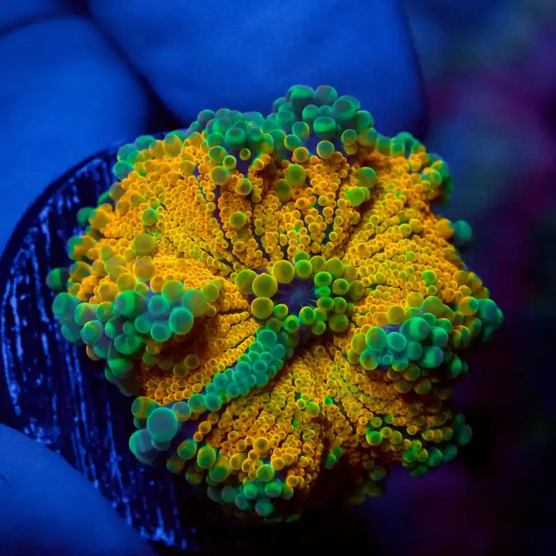 Ultra Yuma Mushroom Coral - Top Shelf Aquatics