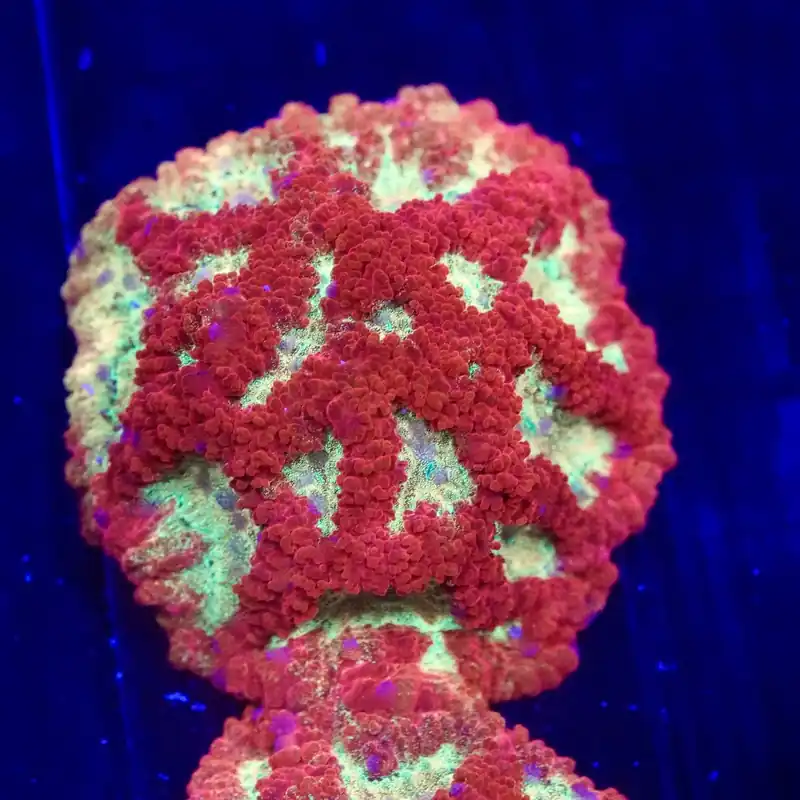 TSA McFavia Favia Coral - Top Shelf Aquatics