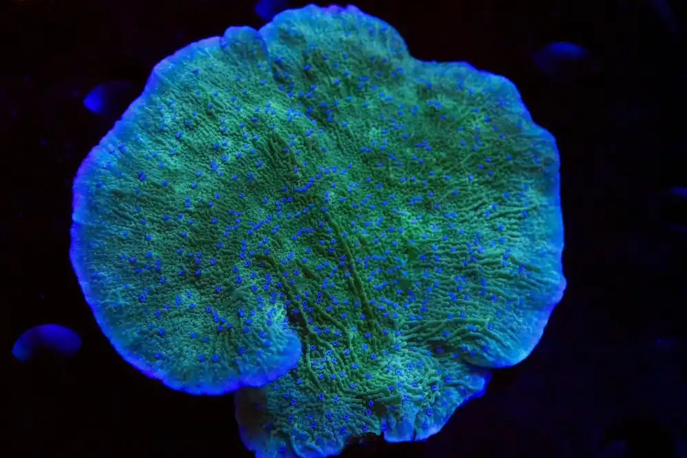 Leng Sy Monti Cap Coral XL - Top Shelf Aquatics