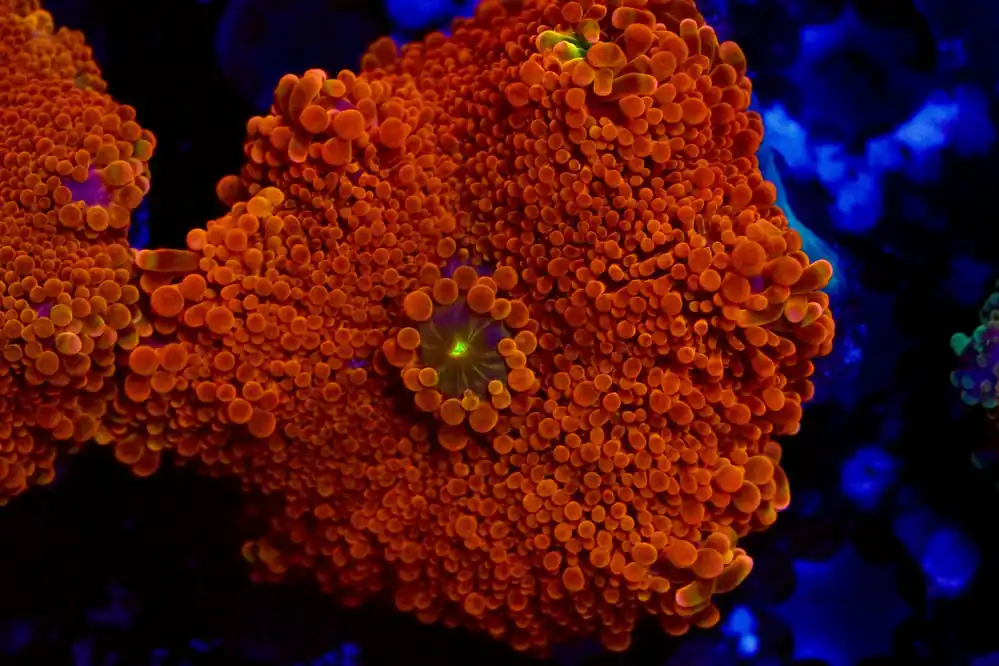 XL Ultra Yuma - Top Shelf Aquatics