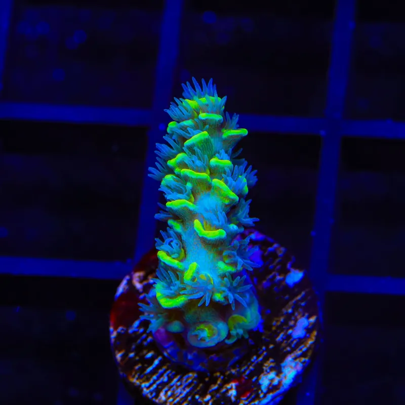TSA Sour Diesel Tenuis Acropora Coral - Top Shelf Aquatics