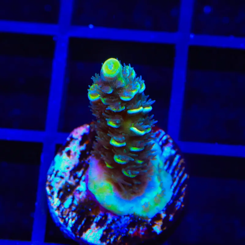 TSA Sour Diesel Tenuis Acropora Coral - Top Shelf Aquatics