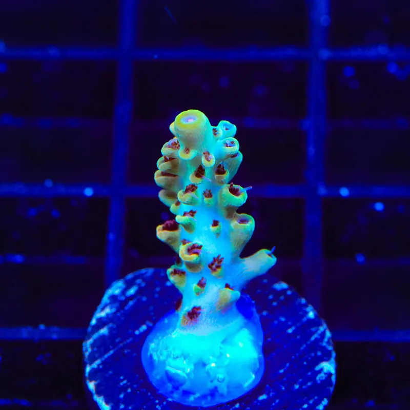 TSA Crayola Twist Acropora Coral - Top Shelf Aquatics