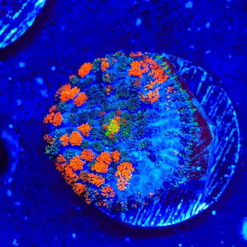 Lava the Hut Mushroom Coral - Top Shelf Aquatics