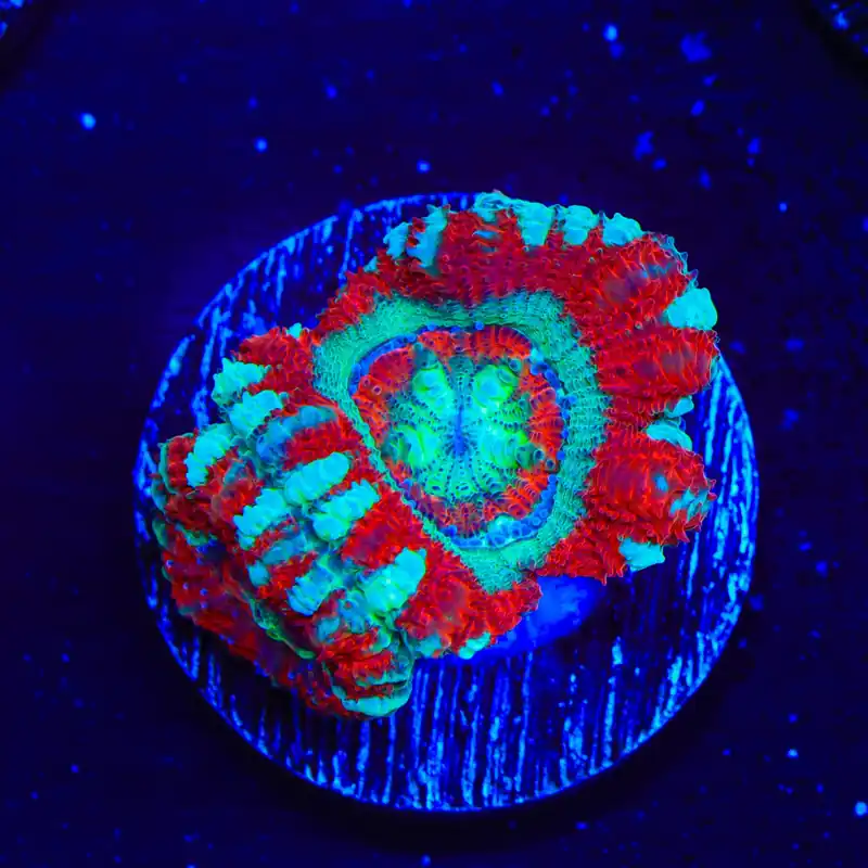 Asian Peppermint Deep Water Acan Coral - Top Shelf Aquatics