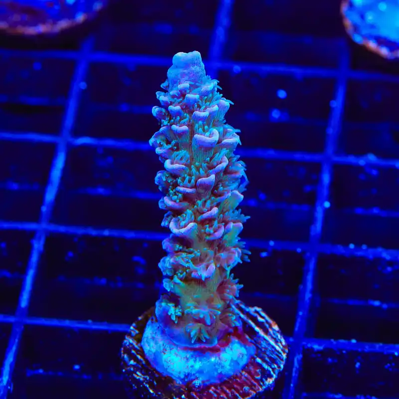 TSA Peach Tree Tenuis Acropora Coral - Top Shelf Aquatics