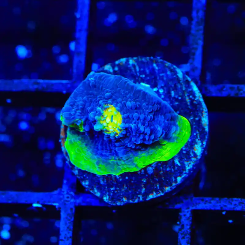PPE Chalice Coral - Top Shelf Aquatics