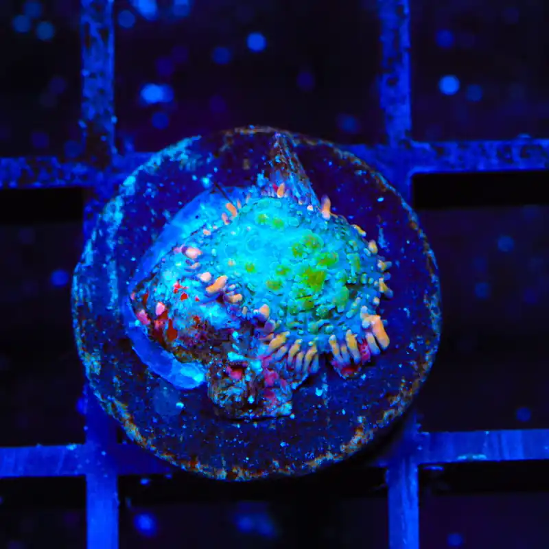 Ultra Frankenberry Mushroom Coral - Top Shelf Aquatics