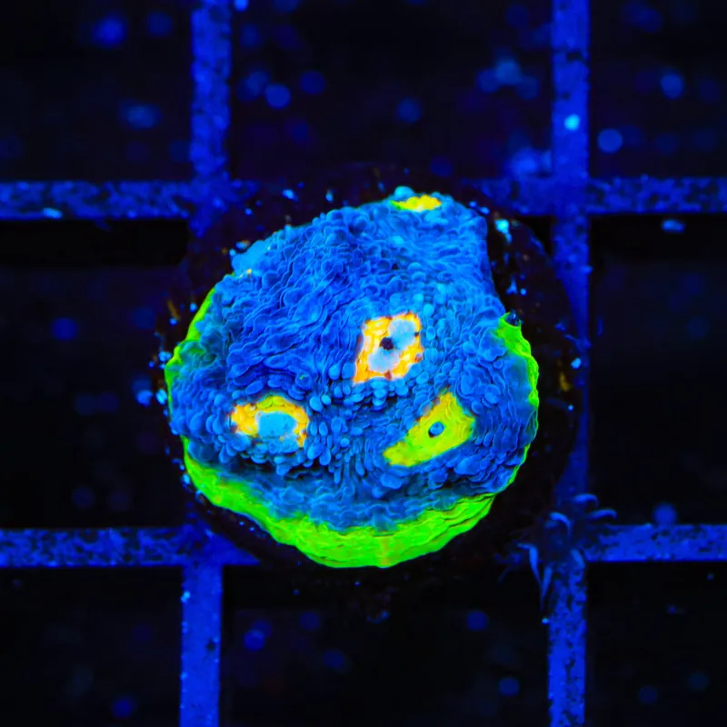 PPE Chalice Coral - Top Shelf Aquatics