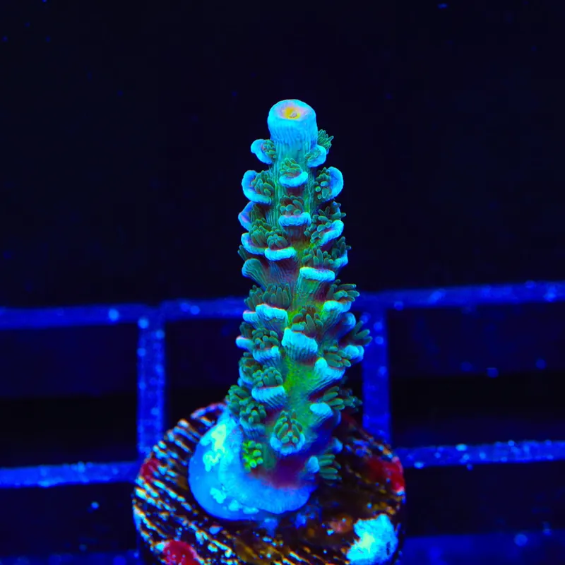 TSA Mystique Acropora Coral - Top Shelf Aquatics