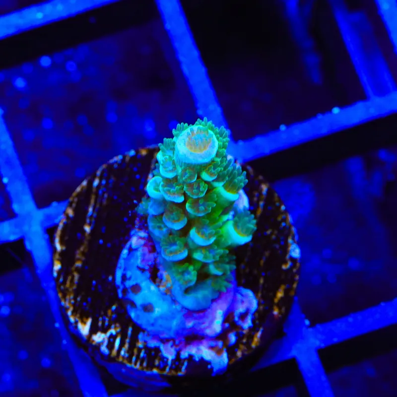TSA Captain Planet Acropora Tenuis Coral - Top Shelf Aquatics