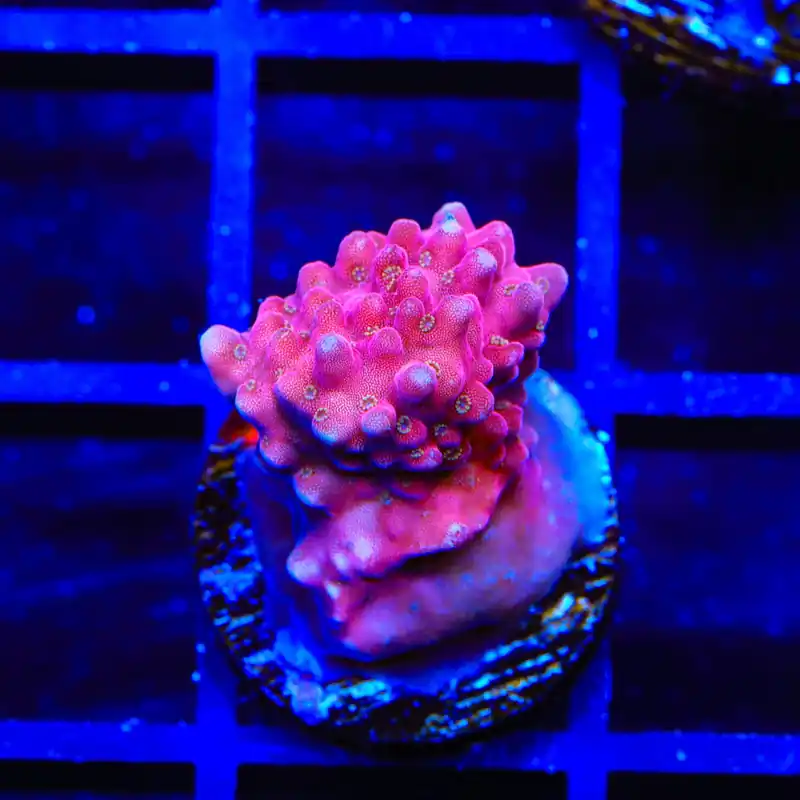 TSA Dantes Inferno Acropora Coral - Top Shelf Aquatics