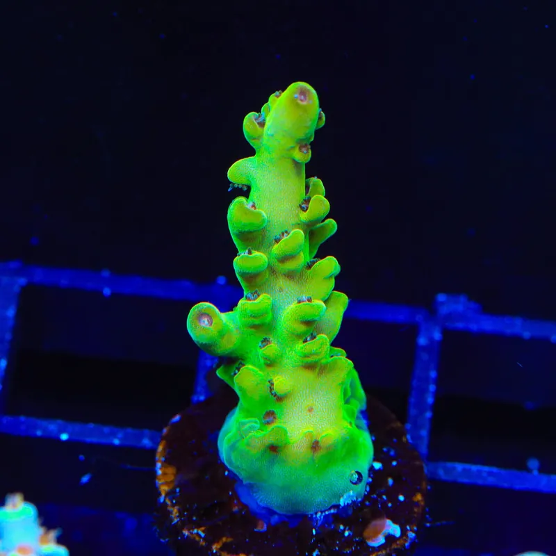 TSA Honeysuckle Acropora Coral - Top Shelf Aquatics