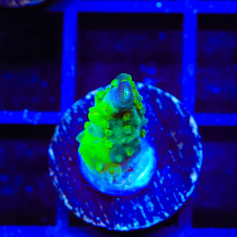 CC Grafted Banana Hammock Acropora Coral - Top Shelf Aquatics