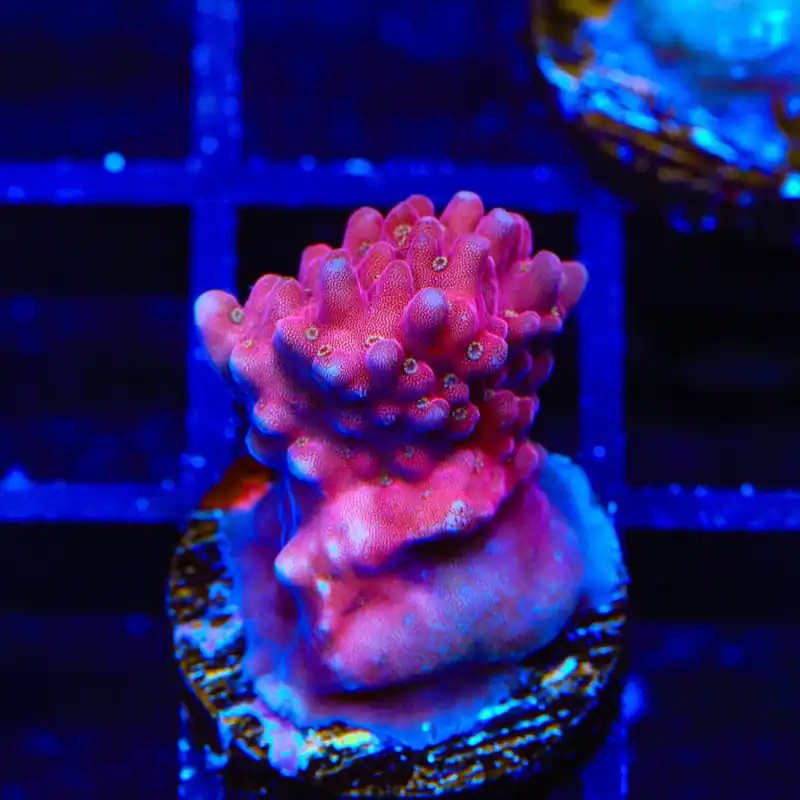 TSA Dantes Inferno Acropora Coral - Top Shelf Aquatics