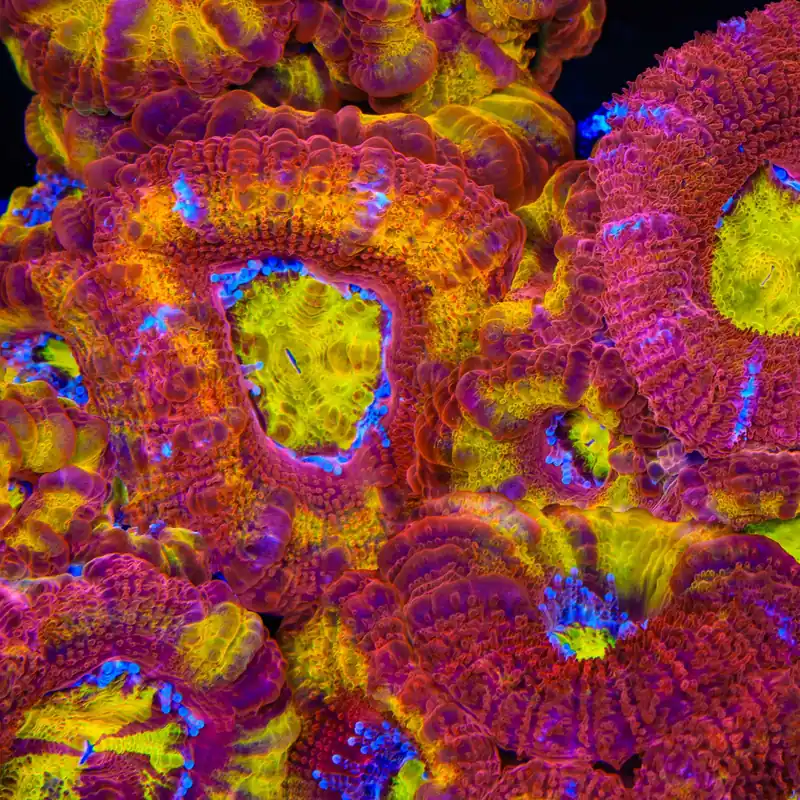 TSA Dipped in Fire Micromussa Acan Coral - TSA Coral