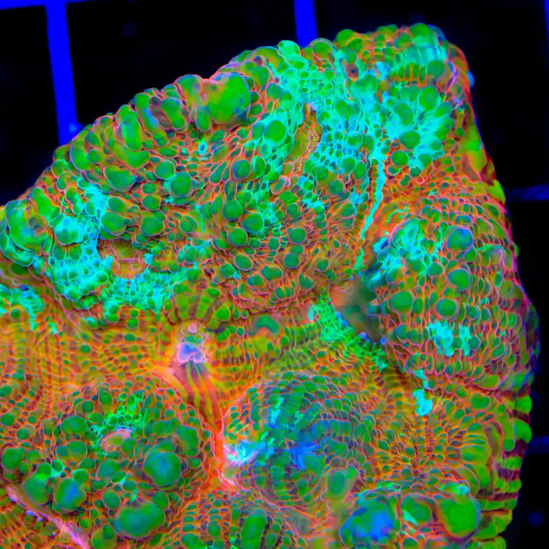 TSA Jail Break Chalice Coral - TSA Coral
