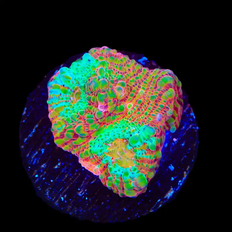 TSA Jail Break Chalice Coral - TSA Coral