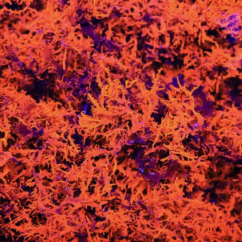 Super Saiyan Dragons Breath Macroalgae - Top Shelf Aquatics