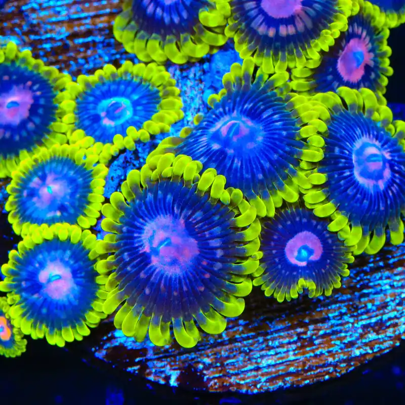 Scarlet Fever Zoanthids Coral - TSA Coral