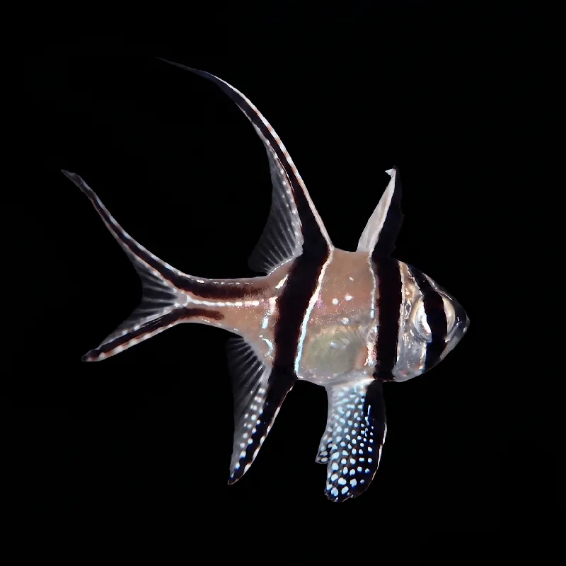 Captive-Bred Banggai Cardinalfish - Pterapogon kauderni