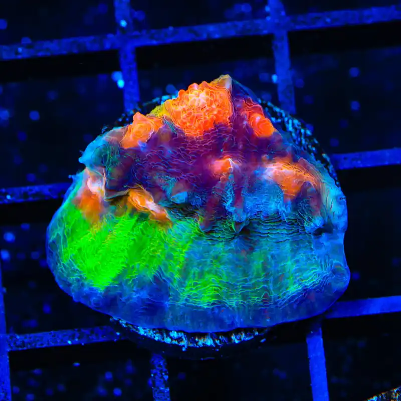 Space Ballz Chalice Coral - TSA Coral
