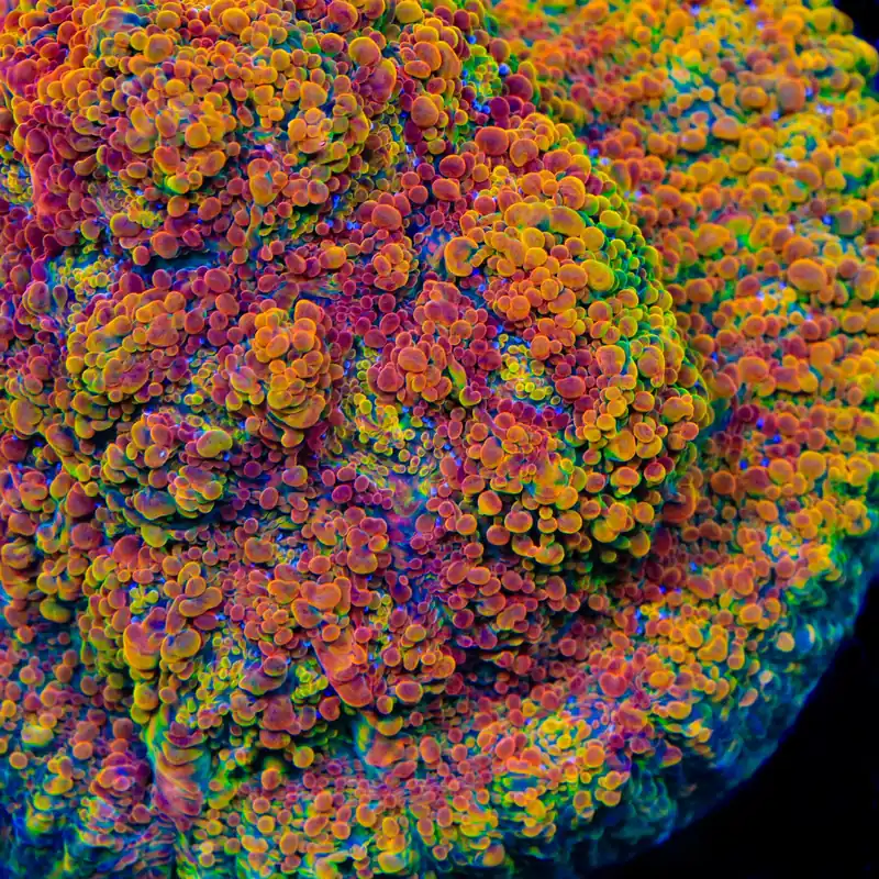Stellaria Chalice Coral - TSA Coral